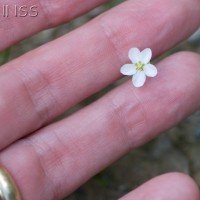 Knotted Pearlwort